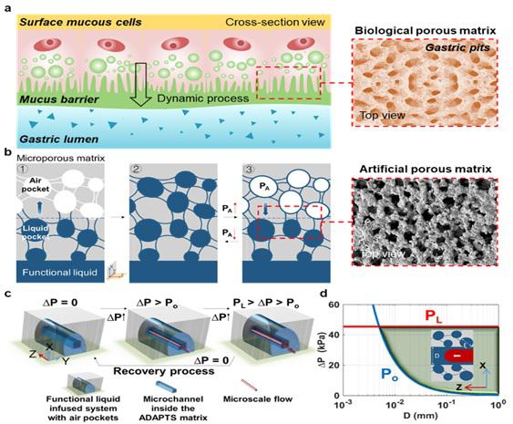 受动物胃粘膜启发双门控液体复合高分子膜系统用于开发仿生抗污染微流控新技术
