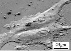 SEM 2D细胞培养图像 SEM 2D细胞培养图像