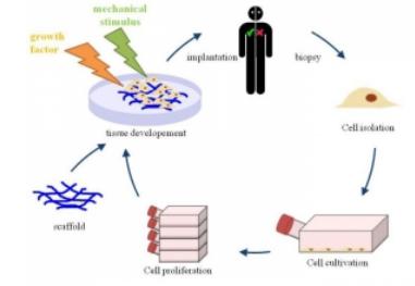 用于组织工程的3D细胞培养 用于组织工程的3D细胞培养
