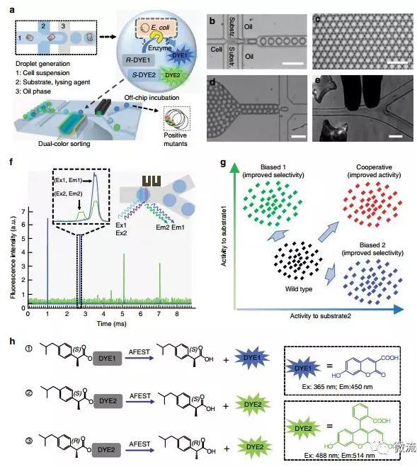 Nat. Commun. 微流控液滴筛选技术：上海交通大学杨广宇团队在酶立体选择性超高通量筛选体系取得突破性进展