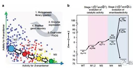 Nat. Commun. 微流控液滴筛选技术：上海交通大学杨广宇团队在酶立体选择性超高通量筛选体系取得突破性进展