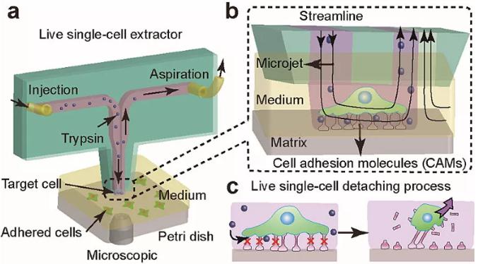图1. 基于微流控芯片的单细胞提取与原位分析技术。