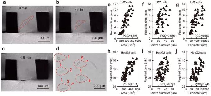 图2. 单细胞原位提取过程及细胞粘附性与细胞形态的关联性。