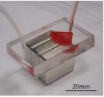 使用大块磁体的磁性微流体颗粒分选