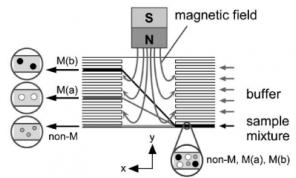 用于连续微流体颗粒分选的大块磁体