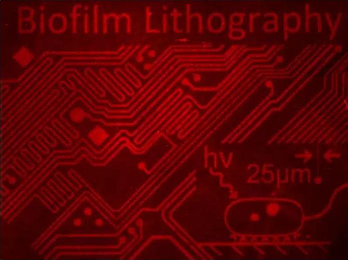 用细菌群落制作复杂的图像