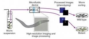 .微流控温度诱导 秀丽隐杆线虫的固定