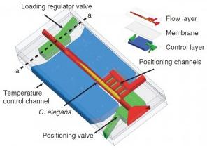 微流控芯片固定线虫