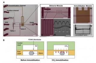 线虫 在微流控芯片上的二氧化碳固定化