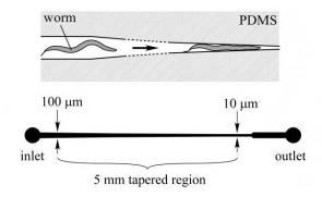 用于 线虫 诱捕的微流控阵列夹具