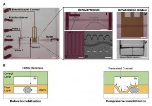 线虫 在微流控芯片上的压缩固定