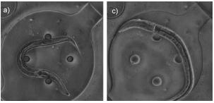 线虫 固定在芯片-凝胶杂化微流体装置
