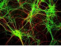 芯片实验室和细胞生物学