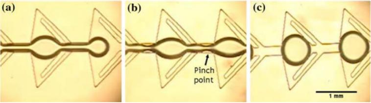 图4：显示由于微流体装置中特别设计的通道几何形状而在油中形成水滴的图像。（a）显示水流通过狭窄的通道夹点时存在较薄的流体流。（b）示出了在水流停止之后，夹点中的水变得不稳定并且开始中断水的连续性。（c）显示了所形成的单分散水滴的形成。Wu等人的图片&nbsp;“静态条件下微通道中液滴的形成”。