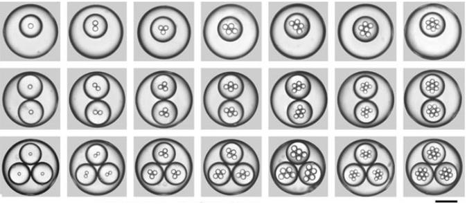 一系列高度单分散三重乳液的光学显微照片图像，其具有受控数量的内部和中部液滴，由扩展的毛细管微流体装置产生。用200μm的比例尺显示。Chu等人的图像。“可控的单分散多重乳液”