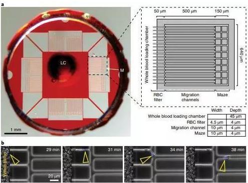 利用一滴稀释的血液，通过微流体设备测定中性粒细胞自发的运动。