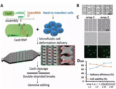 微流控芯片技术助力免疫治疗，将CRISPR体系传递到人类T细胞
