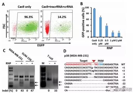 微流控芯片技术助力免疫治疗，将CRISPR体系传递到人类T细胞