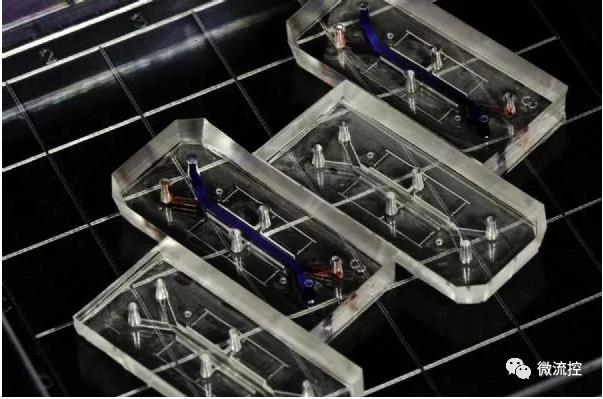 胶原蛋白膜有助提升器官芯片准确度