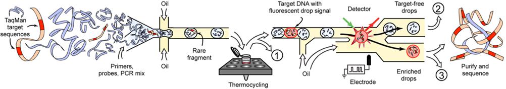 用于目标基因富集的基于液滴的微流体系统