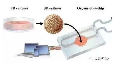 器官芯片 器官芯片