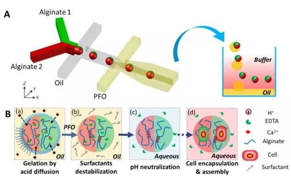 图1 微流控液滴技术制备可控微观结构的多瓣微凝胶。