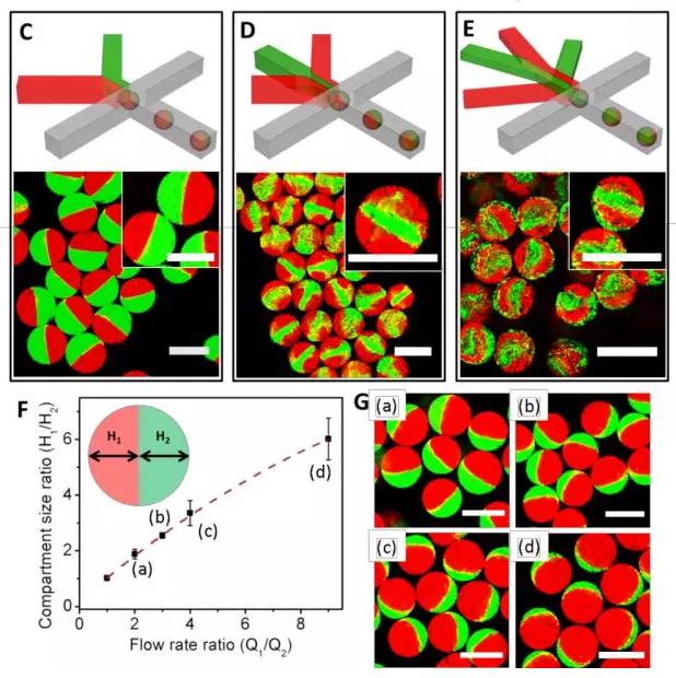 图1 微流控液滴技术制备可控微观结构的多瓣微凝胶。