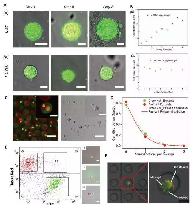 图2 以多瓣结构微凝胶为三维基质实现不同种类单个细胞的组装和共培养。