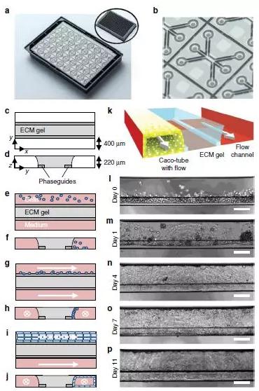 图1展示了OrganoPlate平台