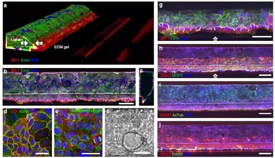图2a展示了肠道管的共焦荧光显微照片的三维重建