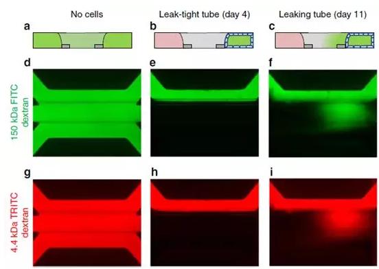 Caco-2管的屏障功能通过在管腔中灌注有荧光探针的培养基来评估