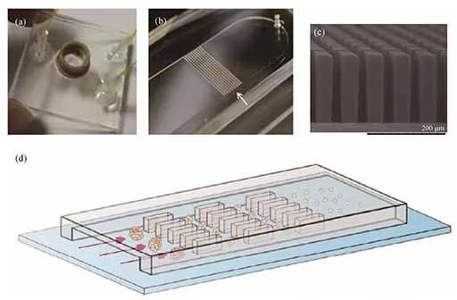 基于微流控芯片的生物组织解离方法 基于微流控芯片的生物组织解离方法