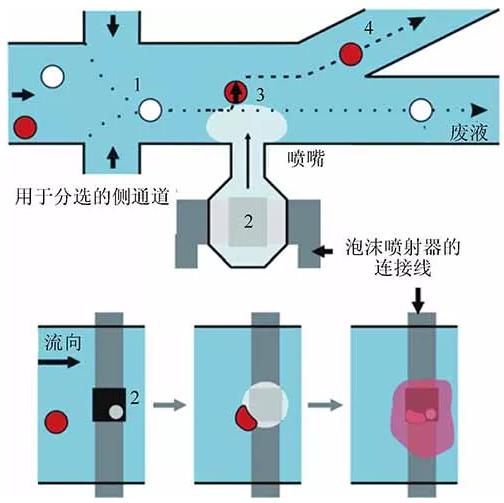 单细胞裂解 单细胞裂解