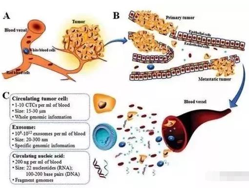 图1：癌症的形成(A)、转移(B)及循环肿瘤标志物的特点(C)