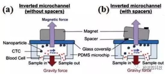 图3：基于免疫磁珠分离CTCs的微流控系统