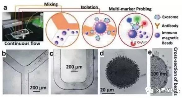 图4：基于免疫亲和原理分析外泌体的微流控系统