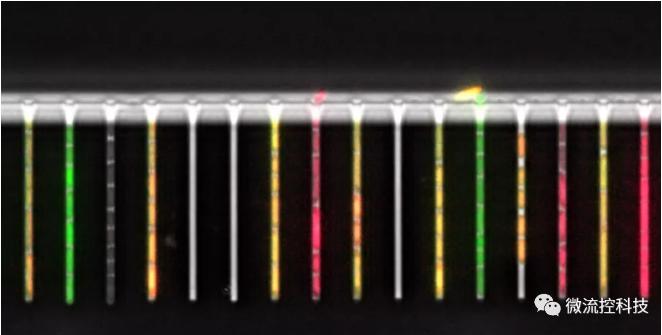 球最小的实验室, 集成微流控动态可控监测单细胞基因调控