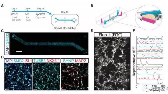 最新器官芯片技术为“渐冻人”点燃希望 最新器官芯片技术为“渐冻人”点燃希望