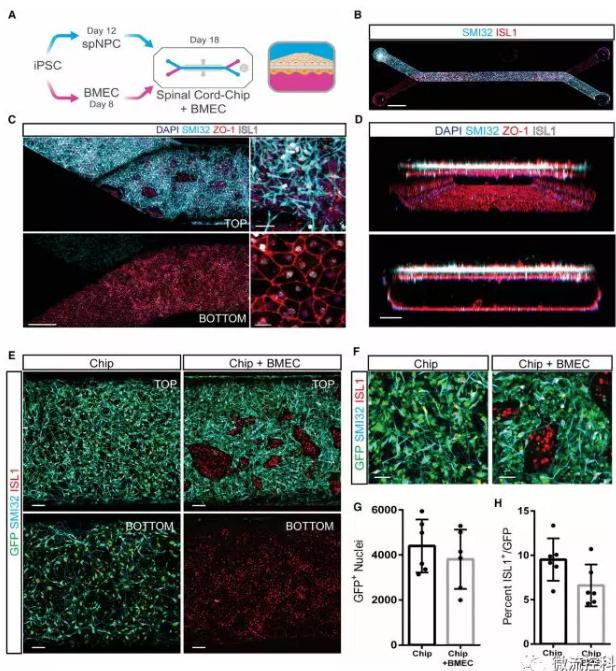 最新器官芯片技术为“渐冻人”点燃希望 最新器官芯片技术为“渐冻人”点燃希望