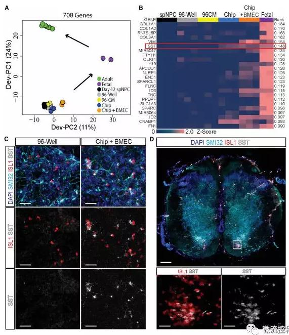 最新器官芯片技术为“渐冻人”点燃希望 最新器官芯片技术为“渐冻人”点燃希望