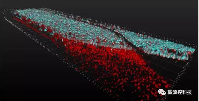 最新器官芯片技术为“渐冻人”点燃希望 最新器官芯片技术为“渐冻人”点燃希望