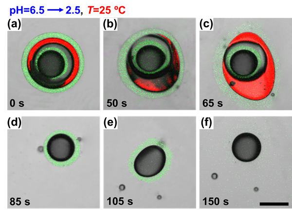 图2. “特洛伊木马式”微囊用于程序式梯级次序释药 图2. “特洛伊木马式”微囊用于程序式梯级次序释药