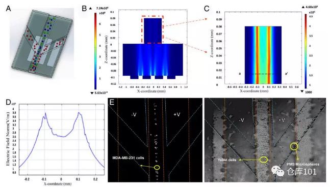图4. 无标记物分类分离细胞功能A)微流控芯片示意图；B)微流控管道内电势分布计算图；C)电势分布局部放大；D)横截面电势分布图；E)显微照相图