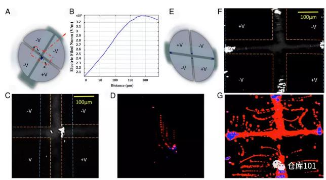 图5. 稀有细胞浓缩富集 A)微流控芯片示意图；B)电势分布图；C)荧光显微照片观察到细胞富集；D)细胞轨迹叠加；E)改变电极带电情况；F)改变电场后富集区域改变；G)细胞轨迹叠加