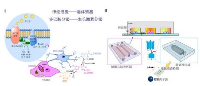微流控细胞培养芯片