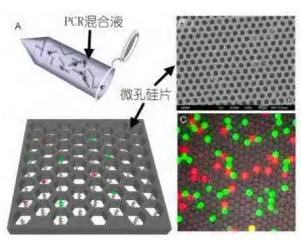 基于微孔芯片的数字 PCR 检测