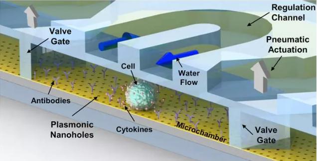 腔体会接收来自微流控微通道的平稳的水流和营养流