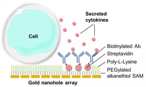 单个细胞也为开发癌症以及自身免疫性疾病的新疗法铺平了道路
