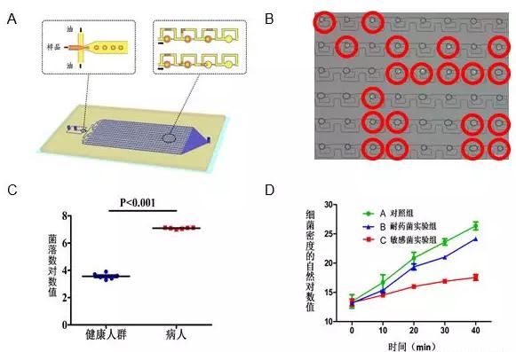 图3A.液滴微流控芯片原理设计图结构包含上游的液滴生成区和下游的液滴捕获区；B.利用液滴荧光成像分辨细菌阳性和阴性液滴；C.液滴数字化分析显示健康人和尿路感染病人尿液细菌计数差别；D.液滴数字化分析显示敏感和耐药细菌对于抗生素的反应。