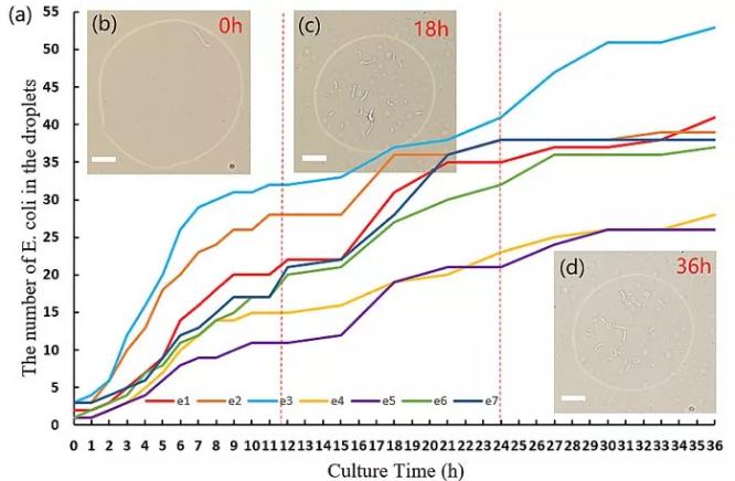 图2. 液滴中大肠杆菌的数目随时间变化的图像